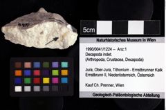 Foto (Objket + Etiketten) von Decapoda indet. 